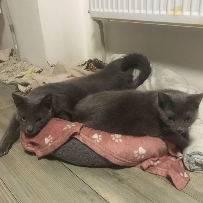 Кошенята породи russian blue