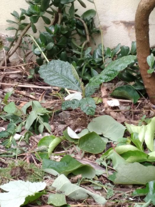 Planta nespereira magnorio em vaso