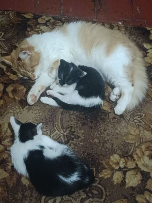 Віддаю котика в добрі руки