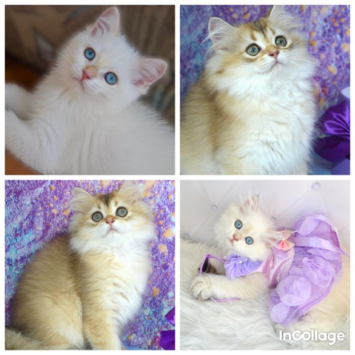 Британская золотая шиншилла котята/поинт/золотые