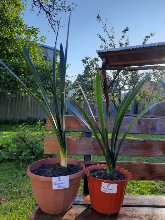 Клівія,кімнатна рослина,квітка