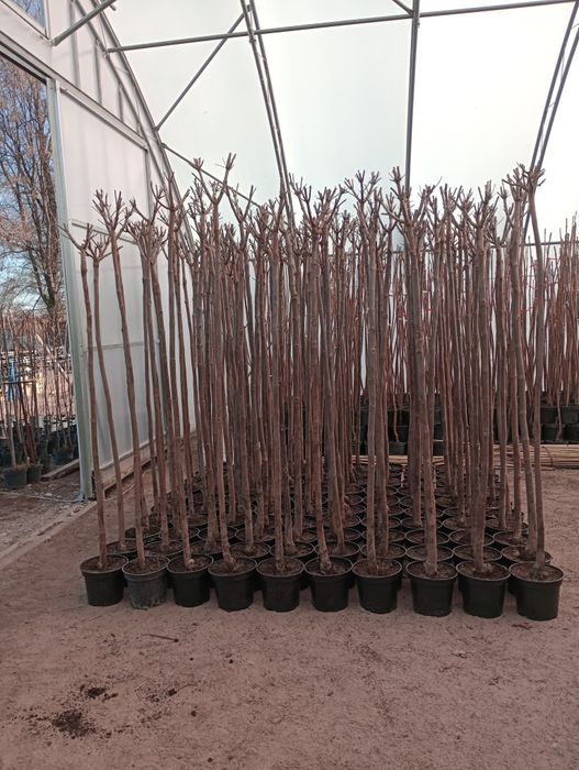 Katalpa catalpa nana surmia