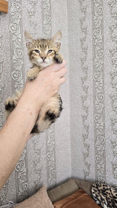 Кошенята в добрі руки
