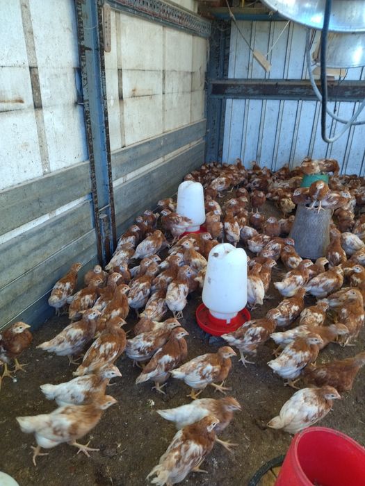 Galinhas de Raça poedeira