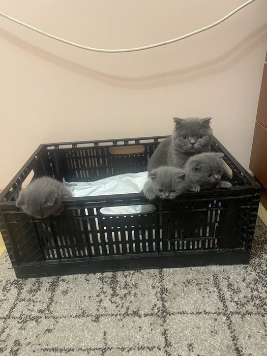 Шотландські кошенята