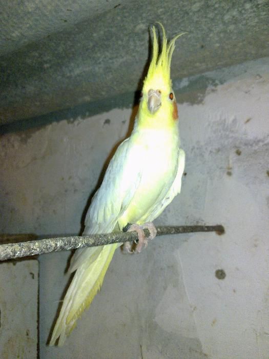 Caturras pares feitos com 1 ano amarelas e face branca branca ooooooo