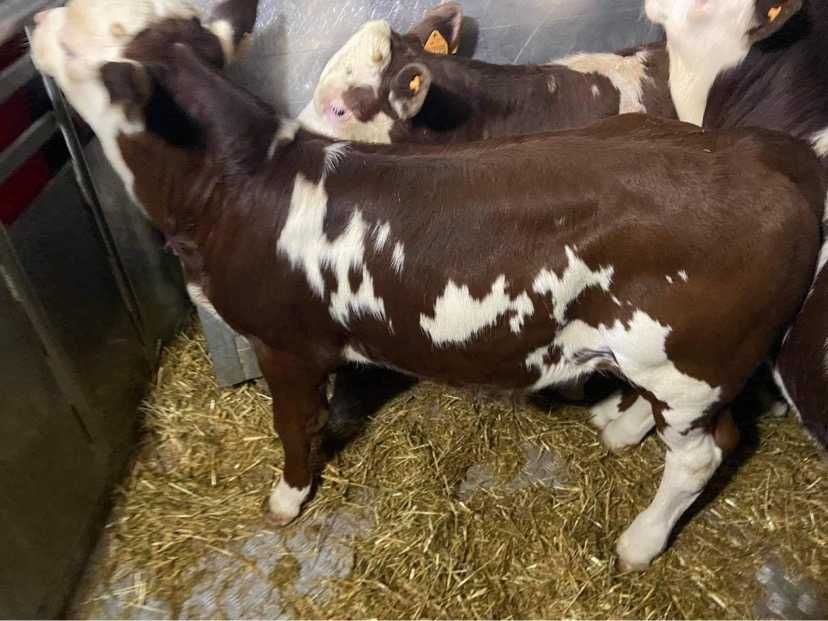 Jałówki ,Byczki, Cielaki Pisz