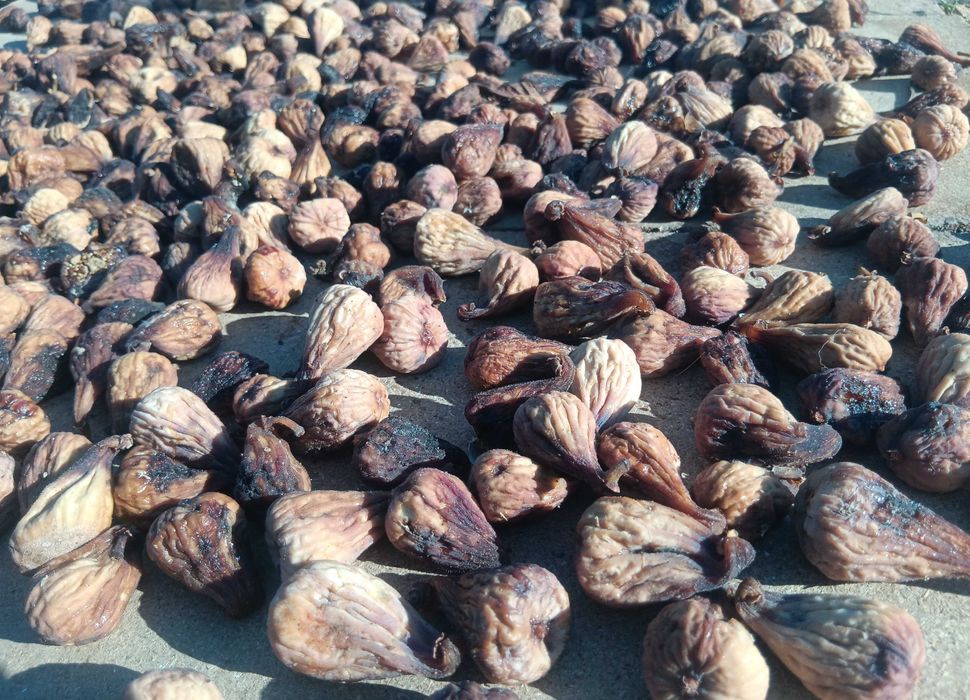 Figo seco para isco e para fermentação e produção de aguardente