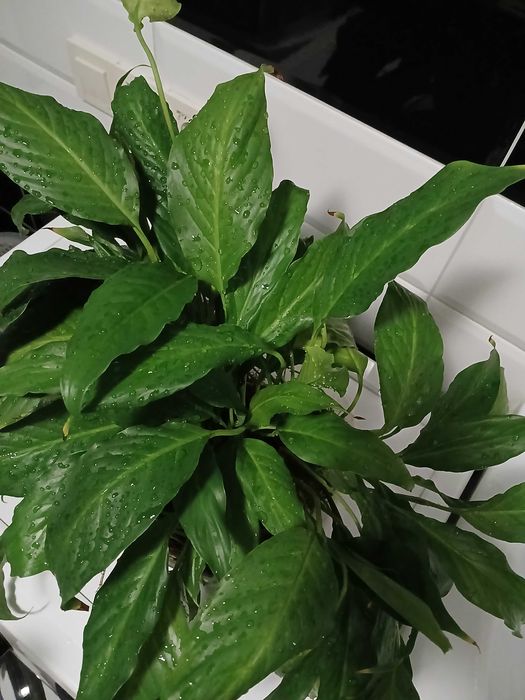 Кімнатна квітка Спатіфілум