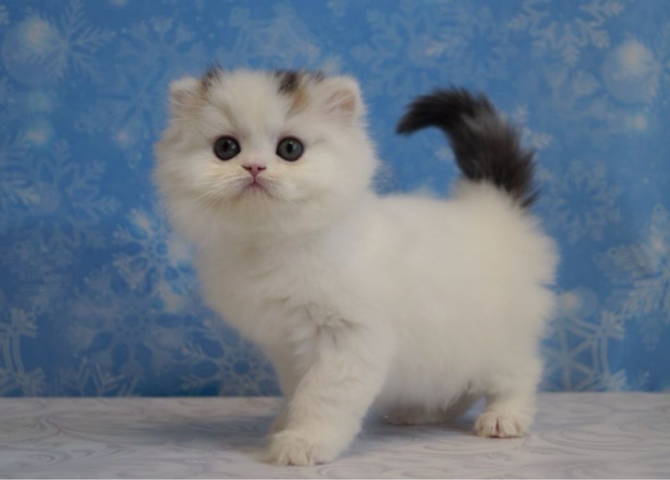 Два шотландських котика