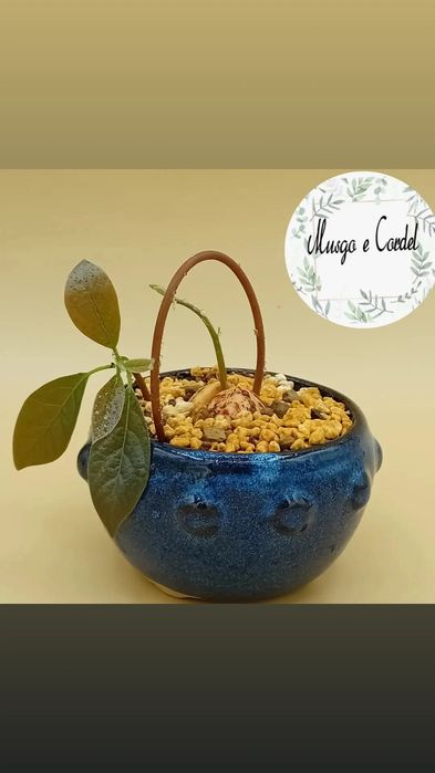 Abacate em pré bonsai
