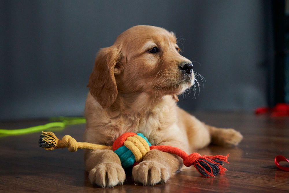 Urocza suczka Golden Retriever - Luna!