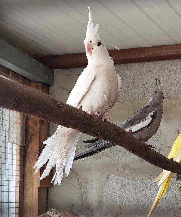Casal de caturras