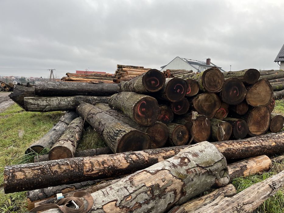 Dąb Czerwony tartaczny