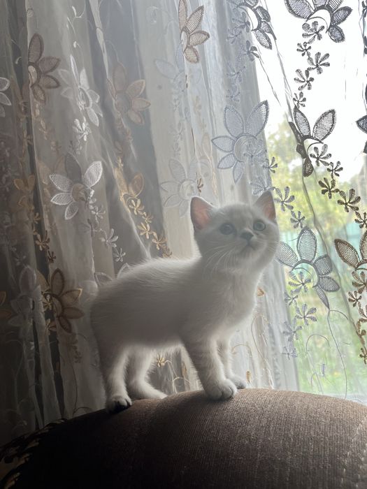 Шотландські кошенята
