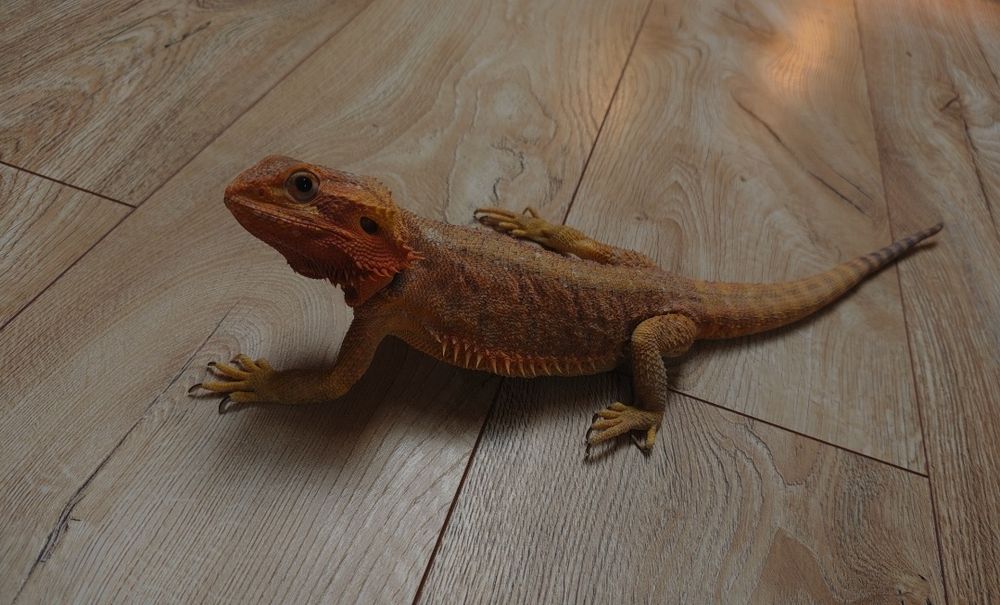 Agama brodata - do sprzedania.