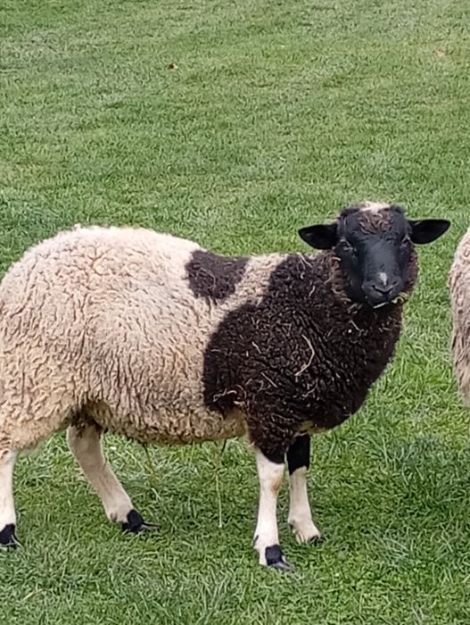 Sprzedam baranka dorper