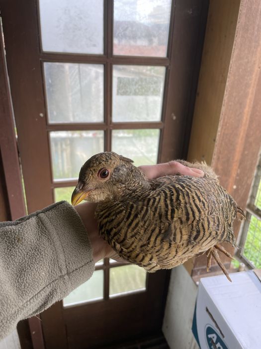 Casal faisao dourado f5000