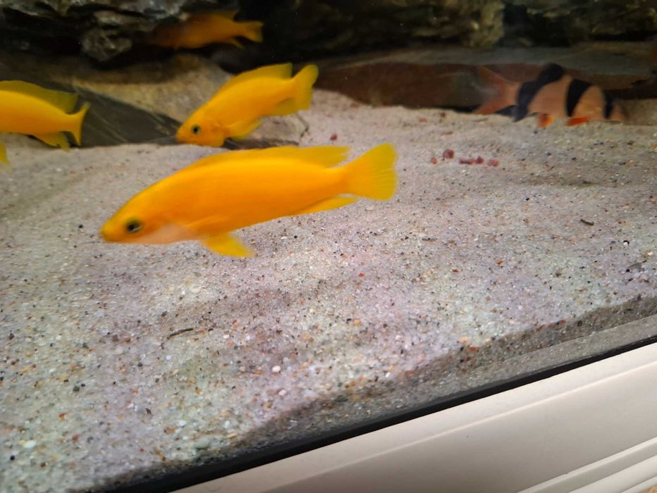 szczeliniowiec Leleupa