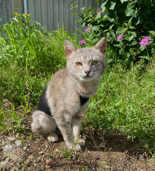 Котики шукають дім