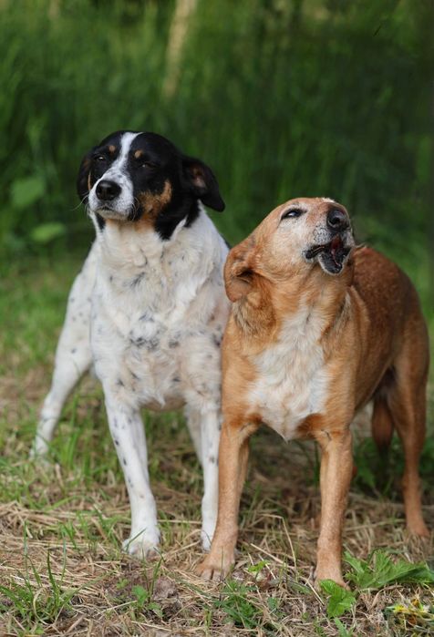 2 przyjaciół szuka wspólnego domu
