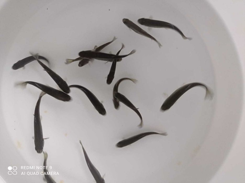 Narybek pstrąga tęczowego, populacja samicza, około 8 cm