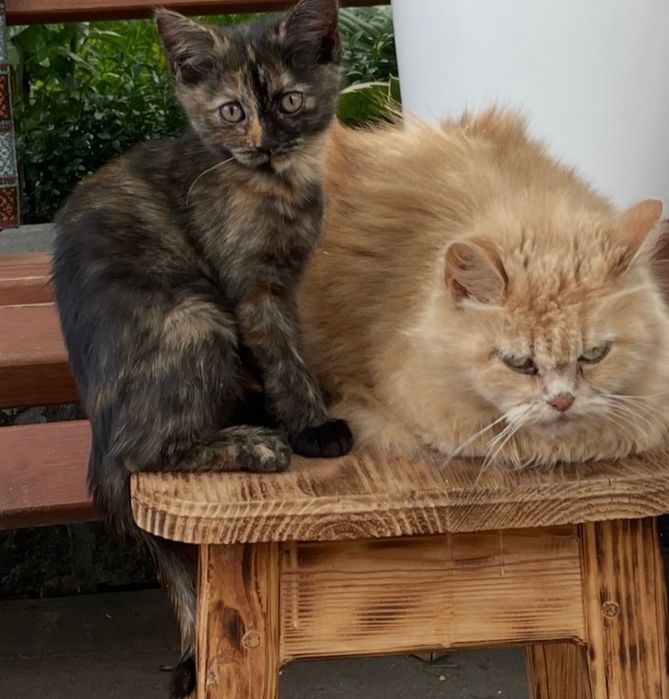 Віддам котенят у добрі руки