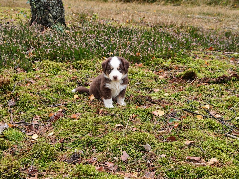 Miniaturowy Owczarek Amerykański-suczka gotowa do zmiany domu
