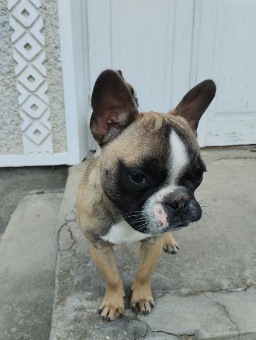 Французький бульдог