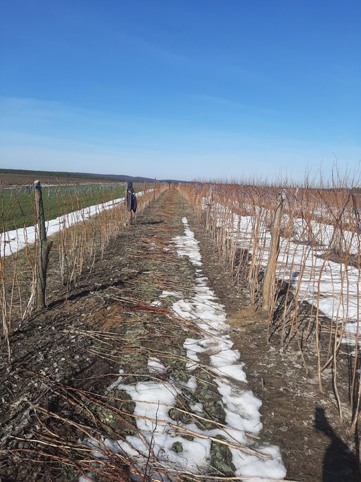 Продам саджанці літньої малини