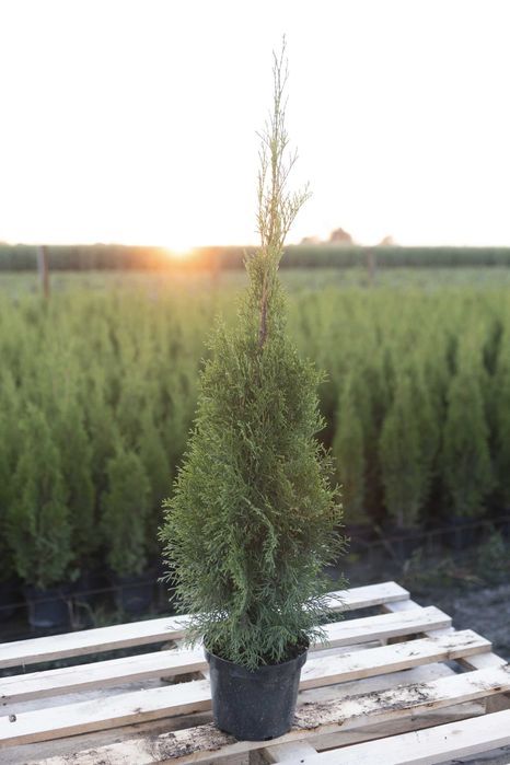 Tuja Tuje Thuja Szmaragd 80-90 cm. PRODUCENT, DOSTAWA GRATIS