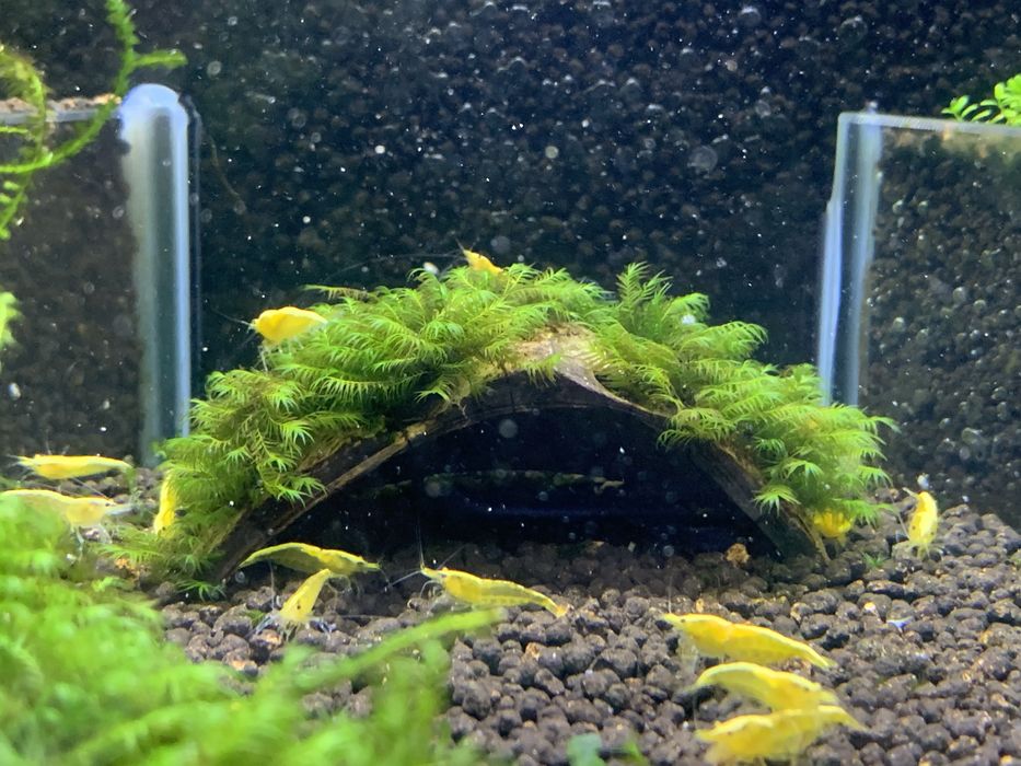 Esconderijo natural para peixes e camarões