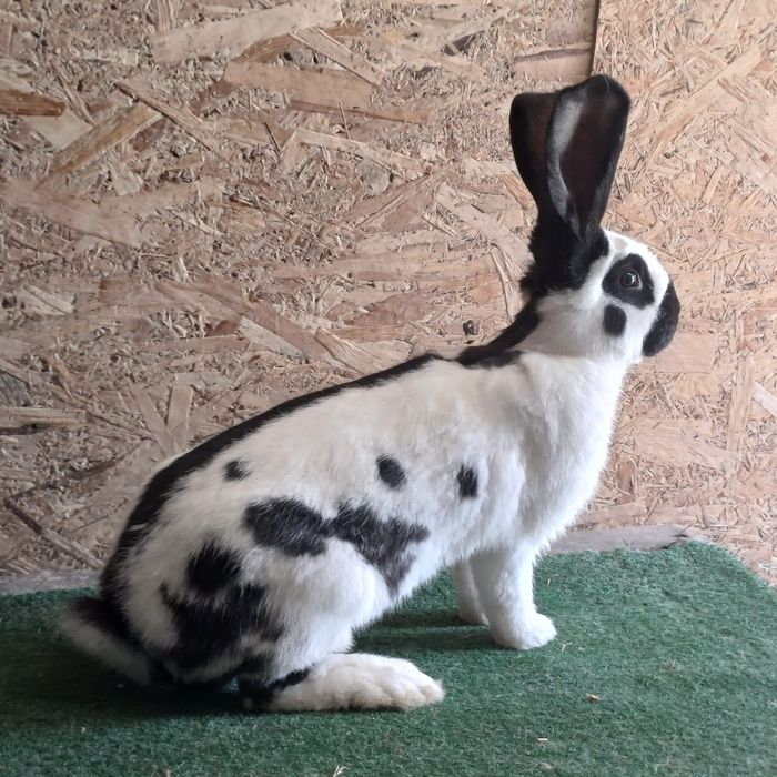 Samczyk Olbrzym Srokacz Czarny z rodowodem .