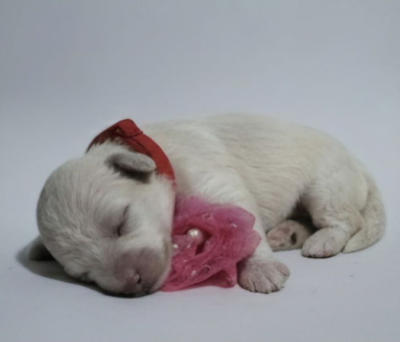 Bichpoo/ pochon suczka bichon frise+pudel toy