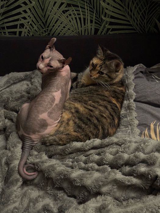 Продається дівчинка сфінкс єльф з паспортом 10 місяців