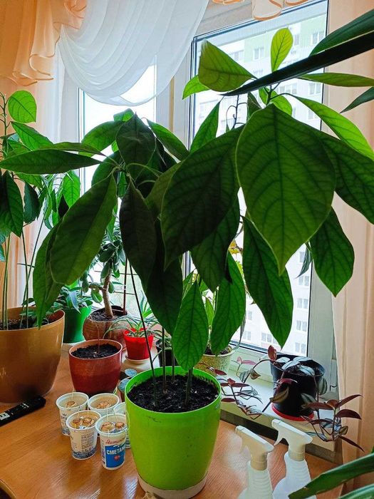 Продам авокадо з 5 та 4 дерев в одному горщику.