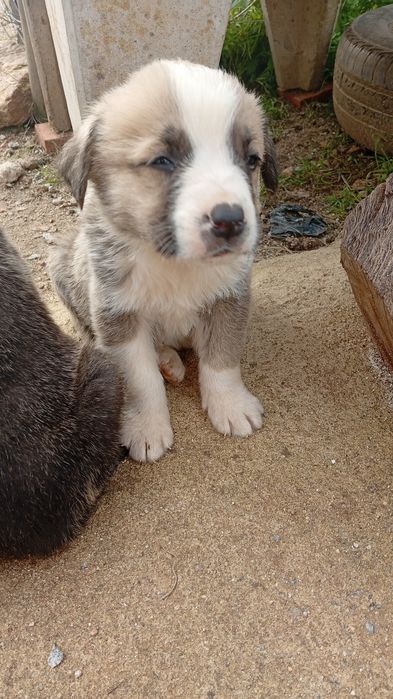 Rafeiros Alentejanos