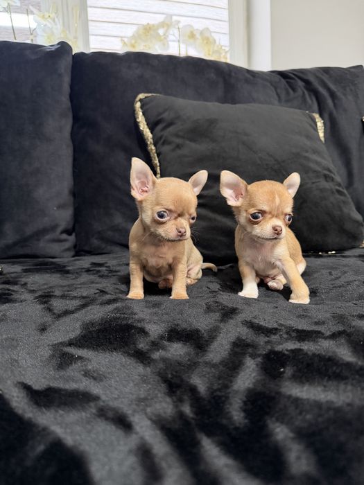 chihuahua krótkowłosy piesek