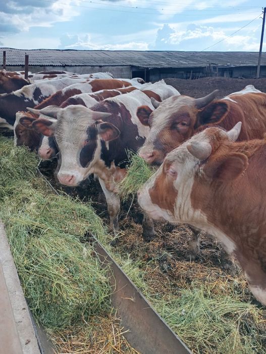 Продам Биків живою вагою через віса