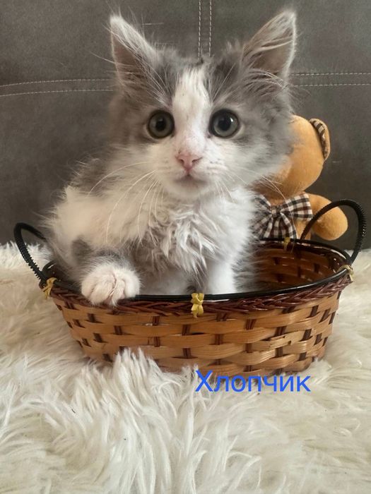 Кошенята шукають дім