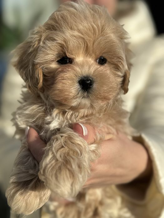 Мальтіпу ф1 міні красунчики