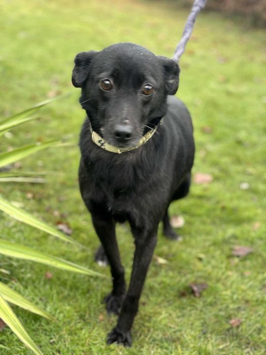 Pokochaj wspaniałą niezwykle tulasną 3 letnią sunie