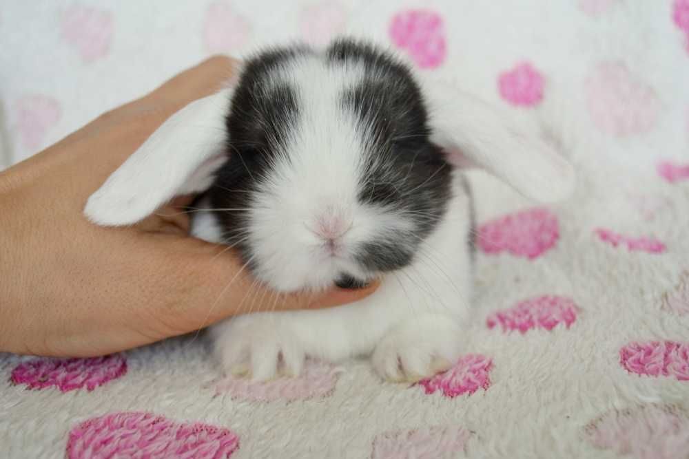 Króliki Mini lop karzełek teddy miniaturki dokumentacja ,książeczka