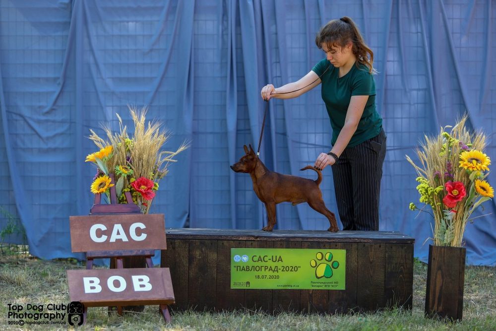 Щенки Цвергпинчера с Родословной КСУ