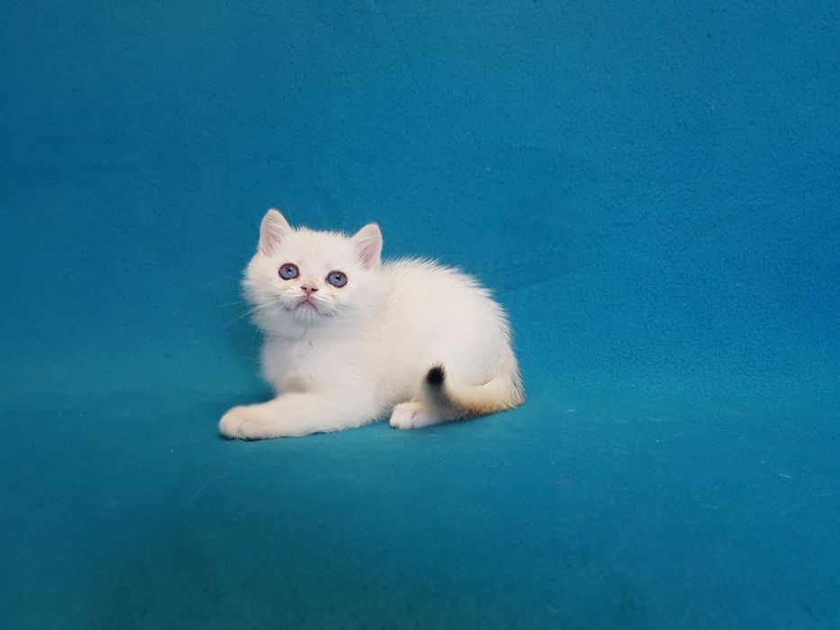 Котик окраса поинт золотой шиншиллы