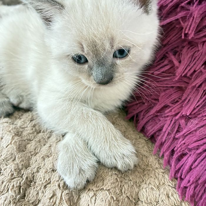 Шотландський котик