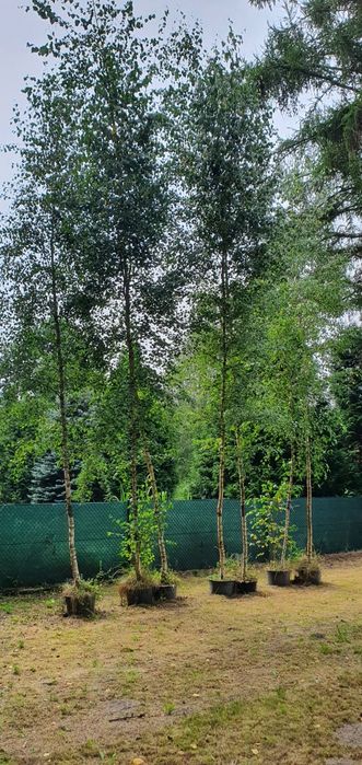 Brzoza 3,5 - 6,5m !!! plantacja