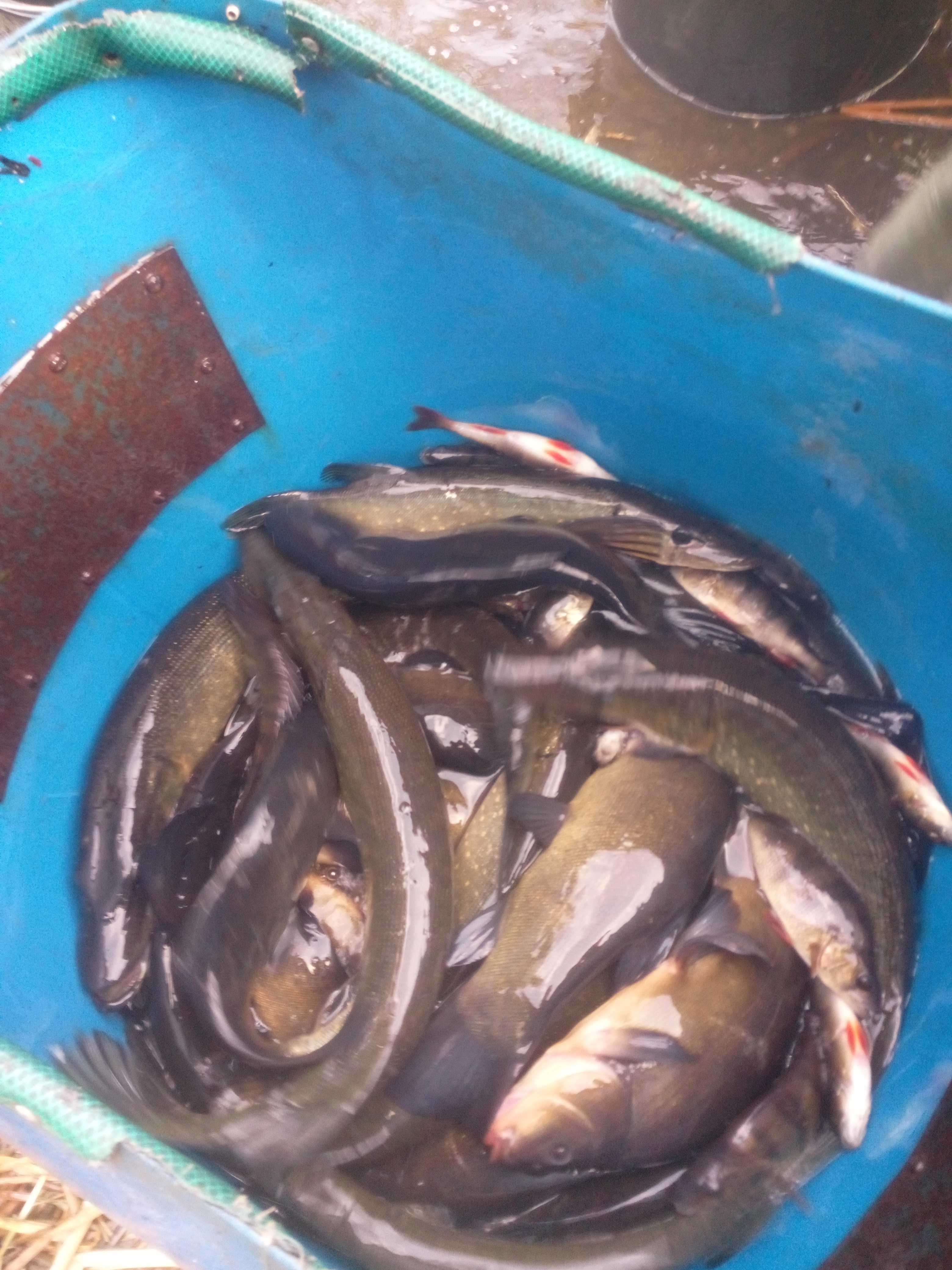 szczupak-narybek-jesienny-500kg-przemk-w-olx-pl