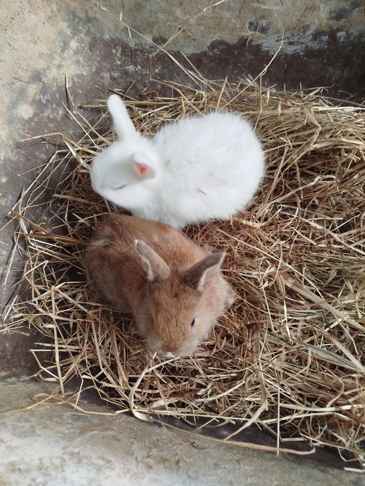 Coelhos anões novos