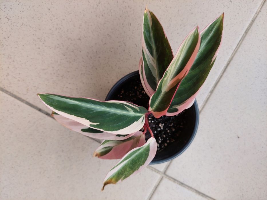 Аглонеомы, калатеи, алоказия, традесканции